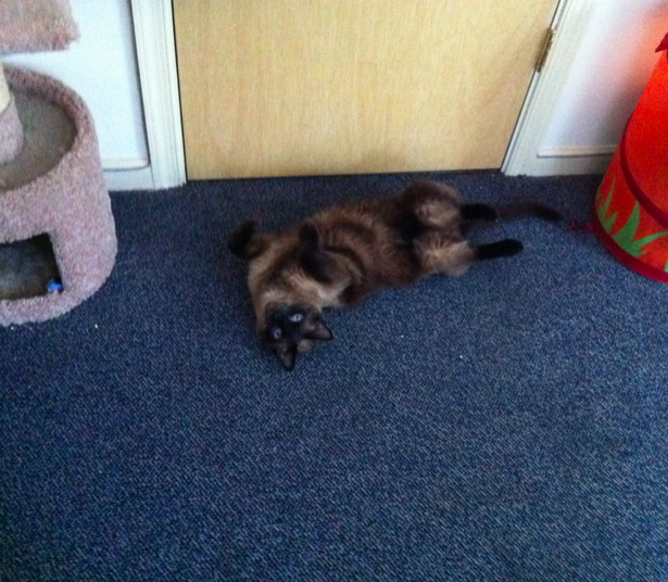 Name:  YM7Qs.png
Views: 118
Size:  590.5 KB