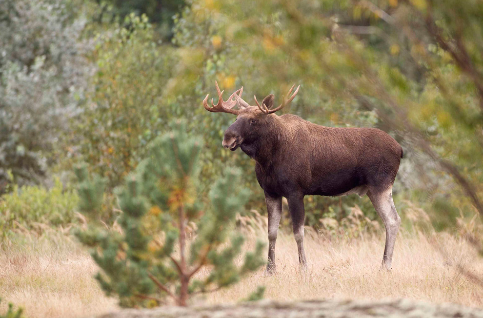 Name:  ApXeq.jpg
Views: 37
Size:  227.8 KB