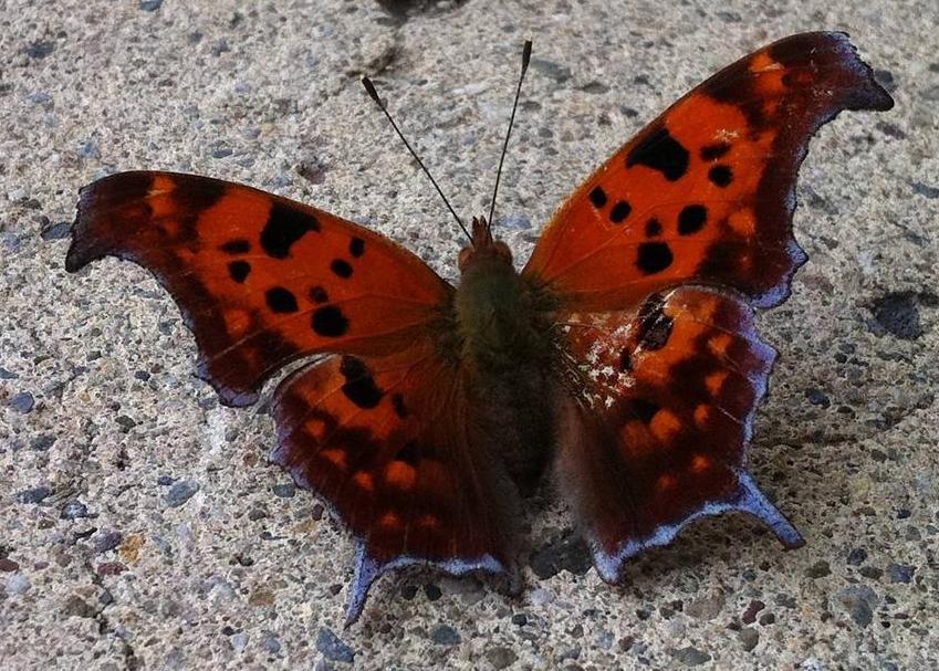 Name:  R0g01.jpg
Views: 35
Size:  134.6 KB