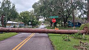 The AI-generated cat pictures thread-20241010_104037.jpg