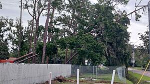 The AI-generated cat pictures thread-20241011_093026.jpg