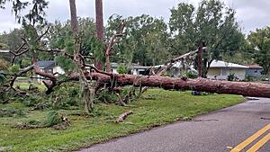 The AI-generated cat pictures thread-20241010_104032.jpg