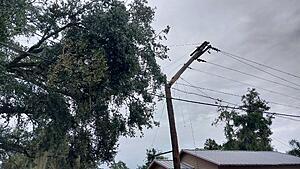 The AI-generated cat pictures thread-20241011_091632.jpg