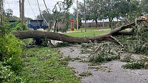 The AI-generated cat pictures thread-20241011_091230.jpg