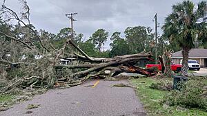 The AI-generated cat pictures thread-20241010_103810.jpg