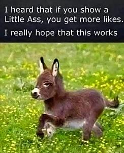 The AI-generated cat pictures thread-substack-5f5f7434-d8aa-49de-bd09-4e098b32be01.jpeg