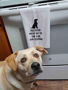 The AI-generated cat pictures thread-substack-bfdf0b6d-4108-45e3-a82c-71cd87536996.jpeg