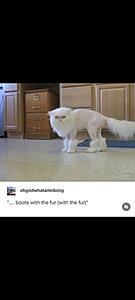 The AI-generated cat pictures thread-screenshot_20260107_071930_gallery.jpg