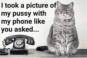 The AI-generated cat pictures thread-screenshot_20260308_142722_pinterest.jpg