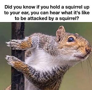 The AI-generated cat pictures thread-screenshot_20260310_172037_substack.jpg