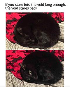 The AI-generated cat pictures thread-screenshot_20260502_052709_tumblr.jpg