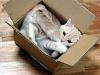 How cats see things-cat%2520in%2520box.jpg