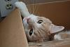 How cats see things-dsc_0064.jpg