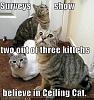 How cats see things-two-out-three-believe.jpg