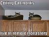 How cats see things-celing-cat-monks.jpg