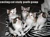 How cats see things-ceiling-cat-youthgroup.jpg