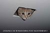 How cats see things-2011040501562201_ceiling_cat.jpg