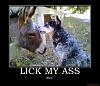 The AI-generated cat pictures thread-lick-my-ass-lick-my-ass-bitch-demotivational-poster-1205797360.jpg