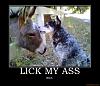 The AI-generated cat pictures thread-lick-my-ass-lick-my-ass-bitch-demotivational-poster-1205797360.jpg