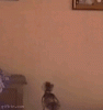 Do you like boys or girls better?-spidercat.gif