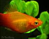 Ugly ass Platy-fish-platy_marigold_tb_100604a1_w0480.jpg