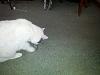 The AI-generated cat pictures thread-img_20120213_155800.jpg