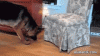 The AI-generated cat pictures thread-wi496.gif
