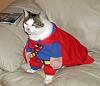 The AI-generated cat pictures thread-super-cat.jpg