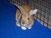 Do you like boys or girls better?-cadbury-rabbit-abigail-1024x768.jpg