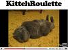 The AI-generated cat pictures thread-kittehroulette.jpg