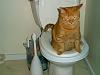 Litter boxes!-toilet-cat.jpg