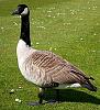The AI-generated cat pictures thread-220px-canada_goose.jpg