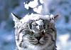 The AI-generated cat pictures thread-snow-loving-kitties-14.jpg