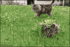 The AI-generated cat pictures thread-ghillie-camo-sniper-cat-surprise.gif