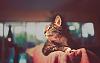 Wallpapers (There are kitties)-114eg.jpg