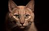 Wallpapers (There are kitties)-115zt.jpg