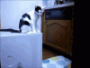 The AI-generated cat pictures thread-catz.gif
