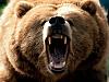 Wallpapers (There are kitties)-18226_animals_bear_angry_brown_bear.jpg