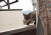 The AI-generated cat pictures thread-rx8x6.gif