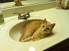 The kitten &amp; cat thread-fatty-sink.jpg