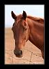 Photography: what do you own?-horse-1.jpg