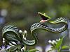 The AI-generated cat pictures thread-green-vine-snake1.jpg