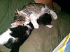 The kitten &amp; cat thread-img_20120718_230231.jpg