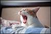 The kitten &amp; cat thread-yawn.jpg
