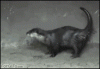 The AI-generated cat pictures thread-phrlh.gif