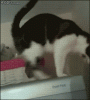 The AI-generated cat pictures thread-6tbaw.gif