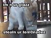 My very first lolcat-lemonade.jpg