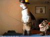 The AI-generated cat pictures thread-ocersxlsokad9shvympmha2.gif