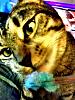 The kitten &amp; cat thread-575077_10150876462197010_1746811547_n.jpg
