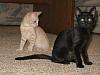 The kitten &amp; cat thread-img_1597-small.jpg